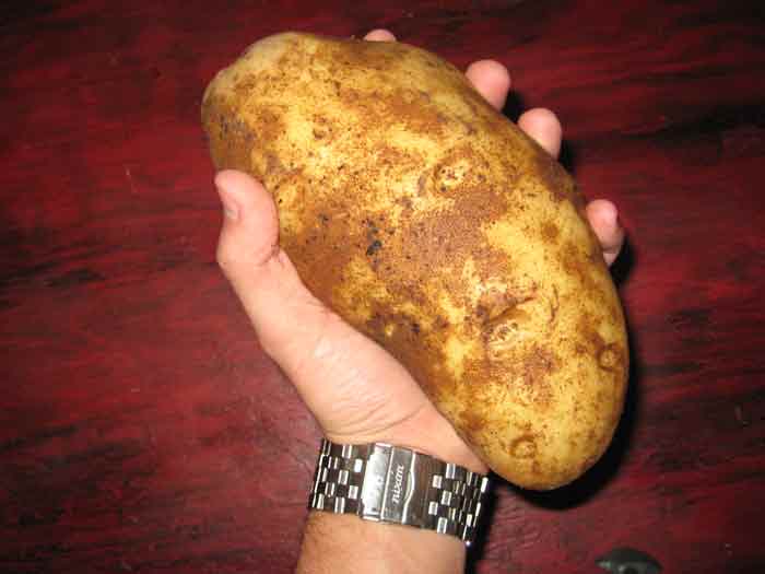 hand full of potatoes