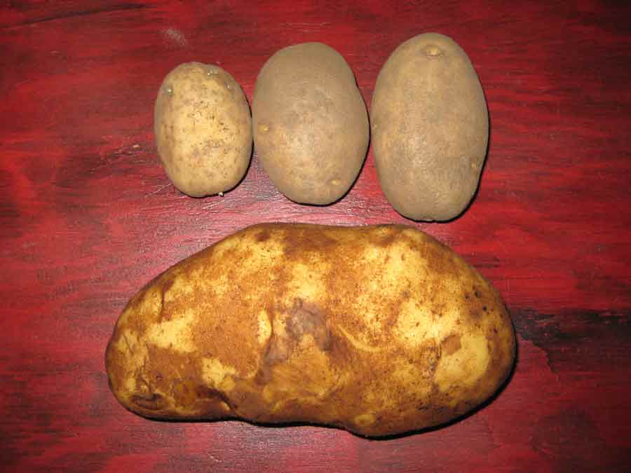 huge potato